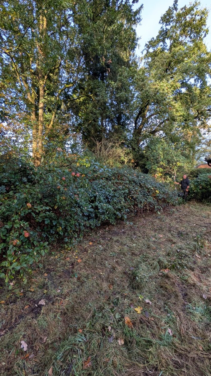Lange Brombeerwand mit Apfelbaum unter hohen alten Bäumen, ein Mitarbeiter steht klein am Ende der gemähten Fläche