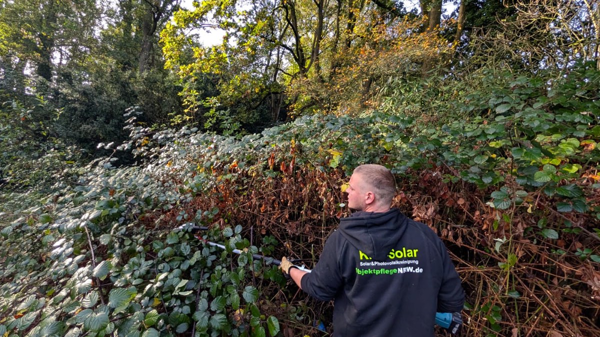 Mitarbeiter von hinten vor einer breiten Böschung aus Brombeerranken, die er mit einer Teleskop-Heckenschere zurückschneidet, darüber Bäume im Gegenlicht