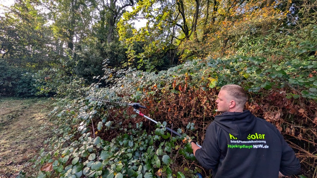 Mitarbeiter im schwarzen Kapuzenpullover setzt eine Teleskop-Heckenschere an einer mannshohen Wand aus Brombeeren an, darüber Bäume im Herbstlaub