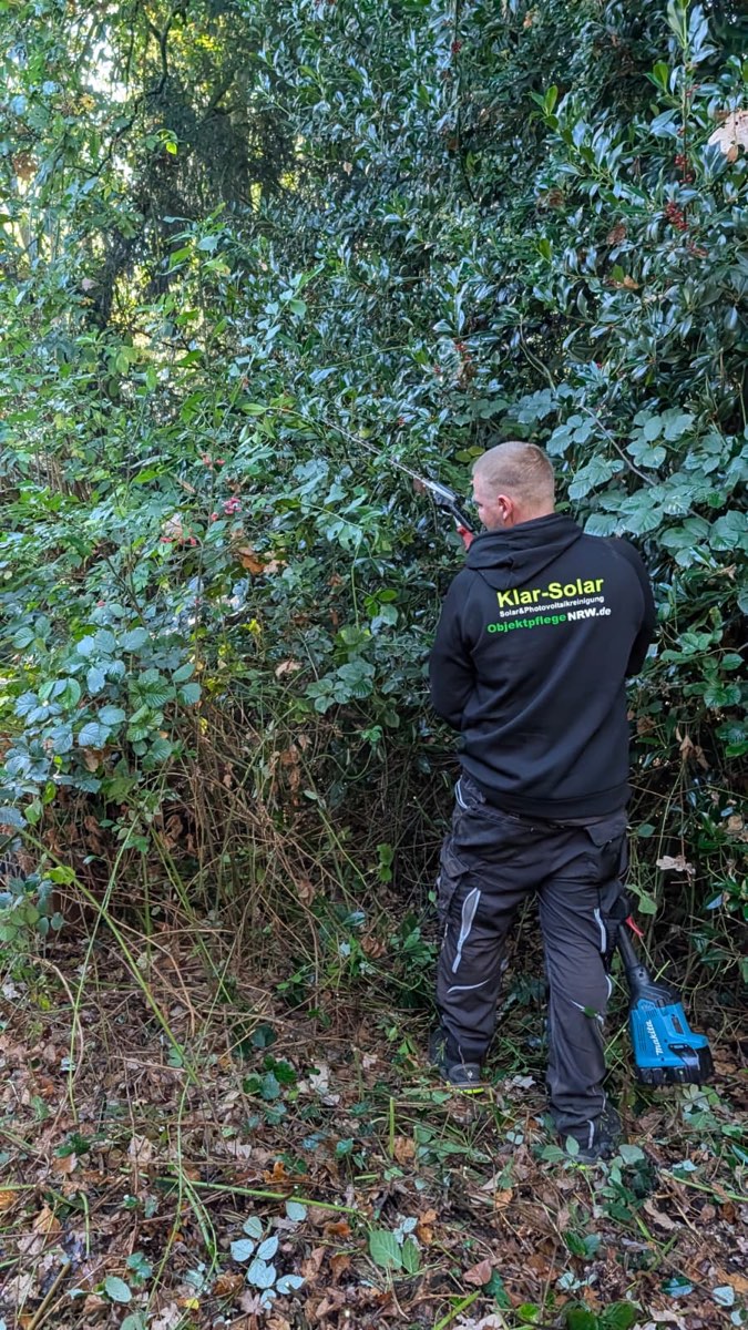 Mitarbeiter von hinten schneidet mit einer Heckenschere am langen Schaft in ein Dickicht aus Brombeeren und Stechpalme