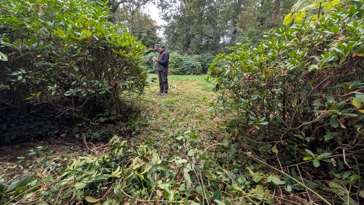Abgeschnittene Zweige auf einem Grasweg zwischen zwei Rhododendronbüschen, weiter hinten steht ein Mitarbeiter auf der gemähten Fläche