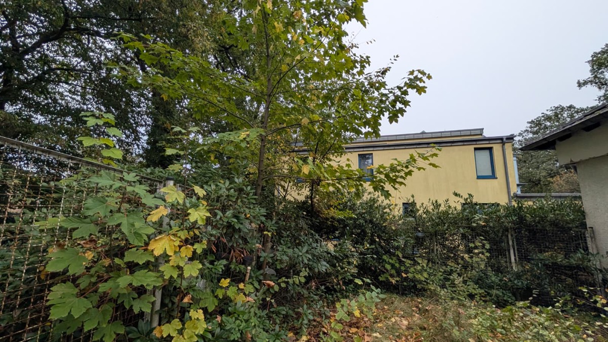 Gartenecke an einem Gitterzaun, überwuchert von einem jungen Ahorn und Gebüsch, dahinter ein gelbes Haus mit blauen Fensterrahmen