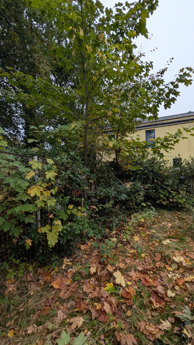 Junger Ahorn mit gelb werdendem Laub in einer Gartenecke am Zaun, darunter Gebüsch und eine dicke Schicht Herbstlaub, rechts ein gelbes Haus