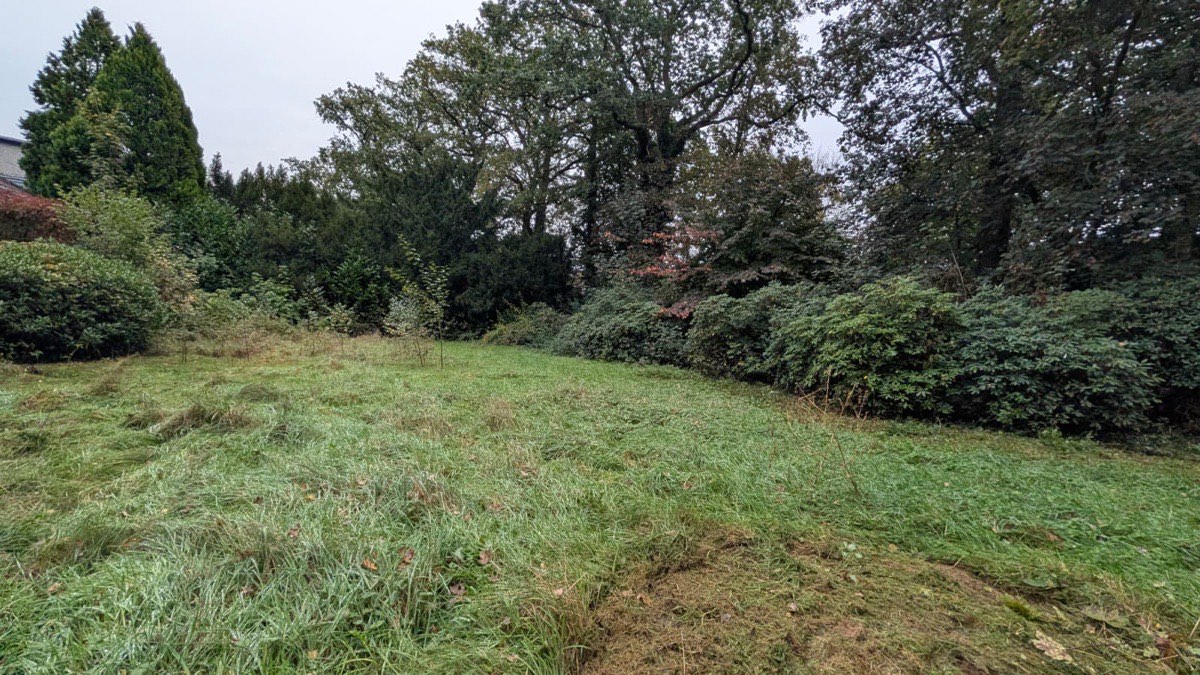 Teilweise gemähte Wiese vor dichten Sträuchern und hohen alten Bäumen unter bewölktem Himmel