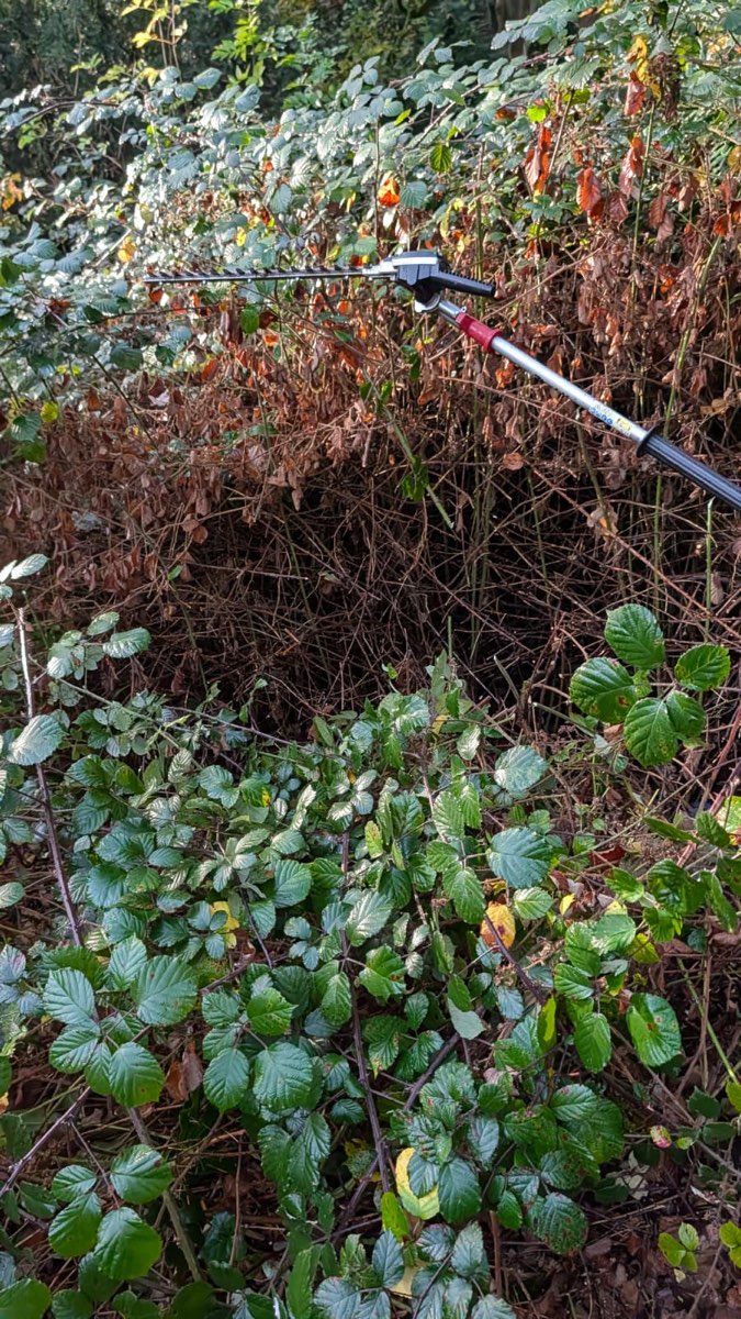 Heckenschere an einem langen Stiel greift in eine hohe Wand aus Brombeerranken, unten grüne Brombeerblätter