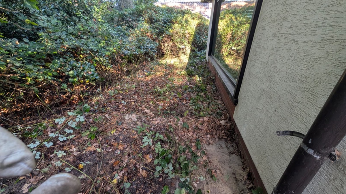 Schmaler Streifen zwischen einer Hauswand mit großem Fenster und dichtem Gebüsch, der Boden voller Laub, Brombeerranken und Unkraut