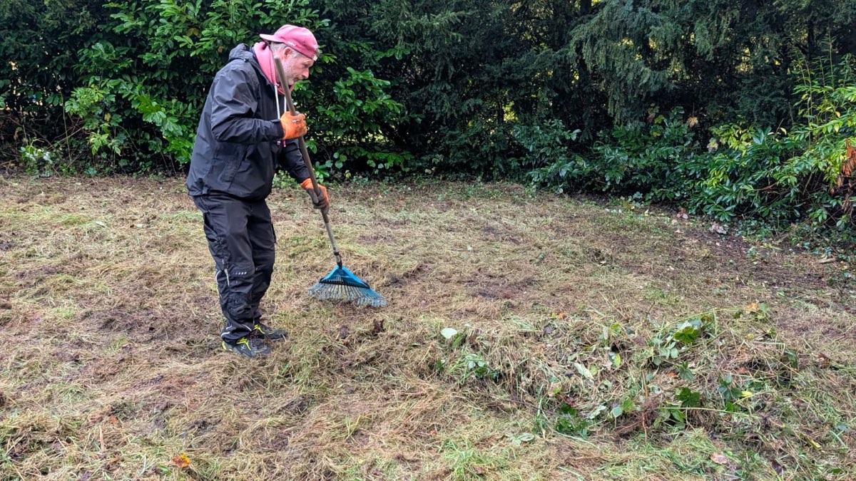 Mitarbeiter mit Schirmmütze recht gemähtes Gras auf einer Rasenfläche zusammen, dahinter eine dichte dunkle Hecke