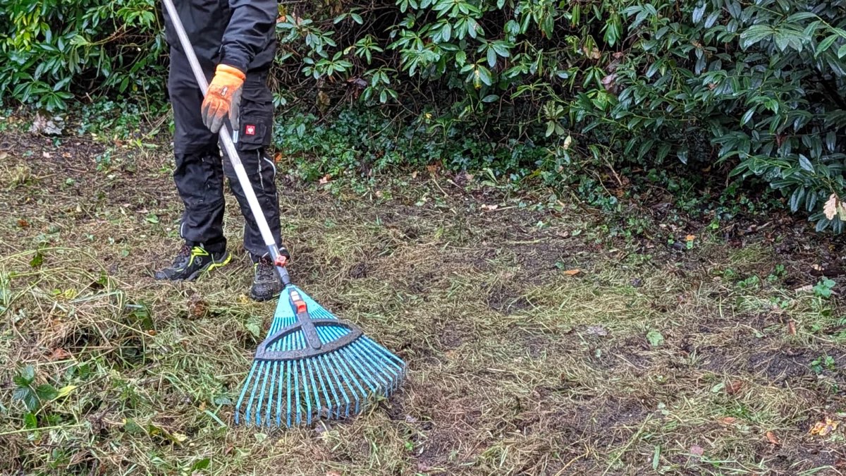 Mitarbeiter mit orangen Handschuhen zieht mit einem türkisen Laubrechen Grasschnitt zusammen, dahinter Rhododendren