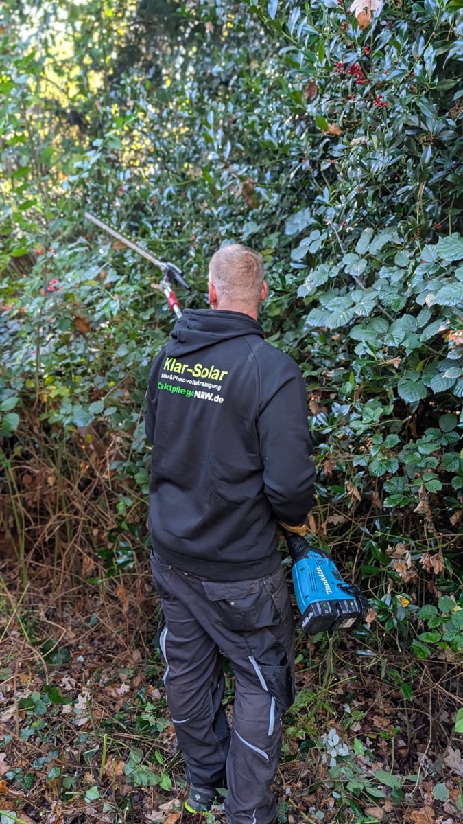 Mitarbeiter von hinten mit einer Akku-Heckenschere an langer Stange vor einer übermannshohen Wand aus Efeu und Stechpalme