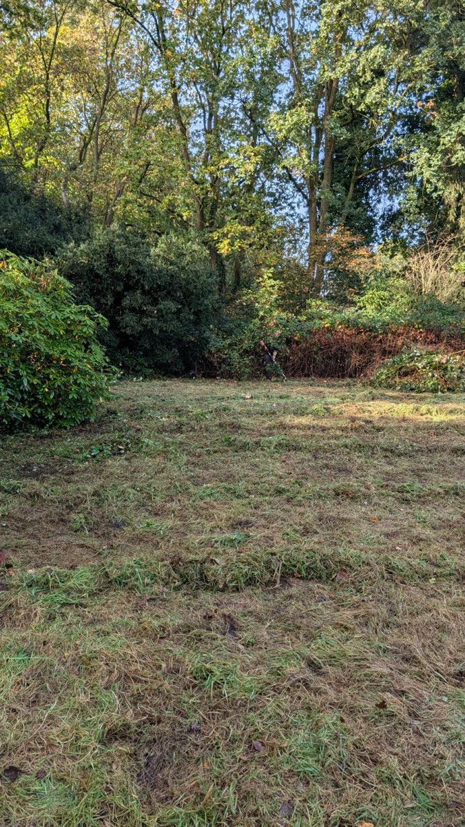 Frisch gemähte Wiese im Gegenlicht, am Rand dichte Sträucher und hohe Laubbäume