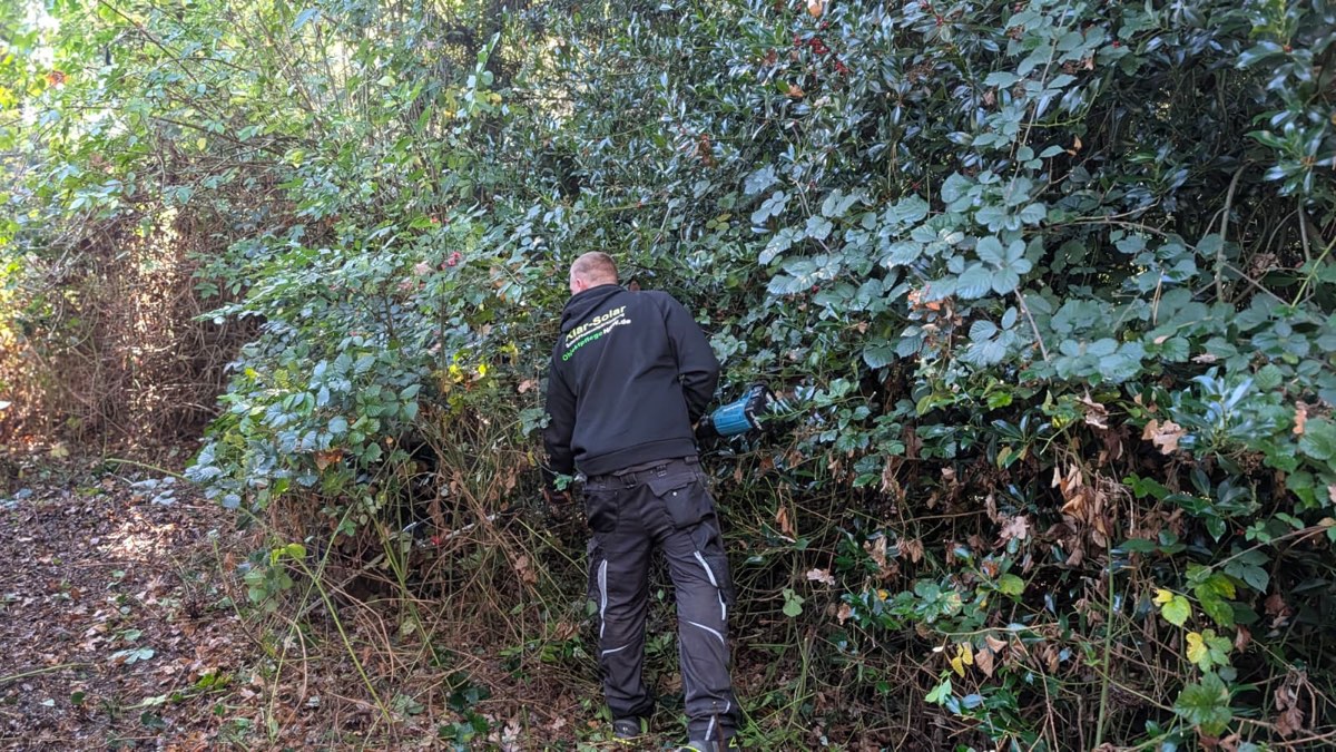 Mitarbeiter von hinten vor einer mannshohen Wand aus Brombeeren und Stechpalme, die er zurückschneidet
